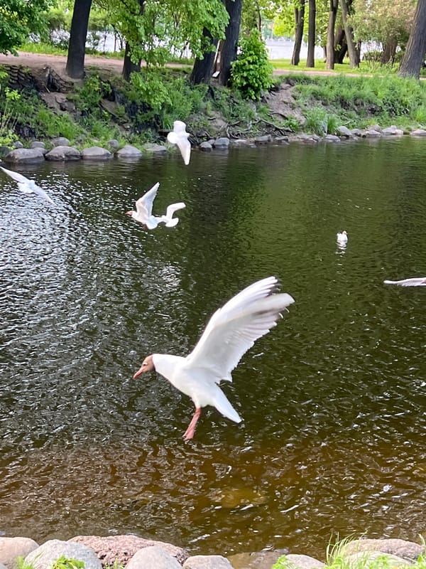 Birds gather in Saint Petersburg park pond area