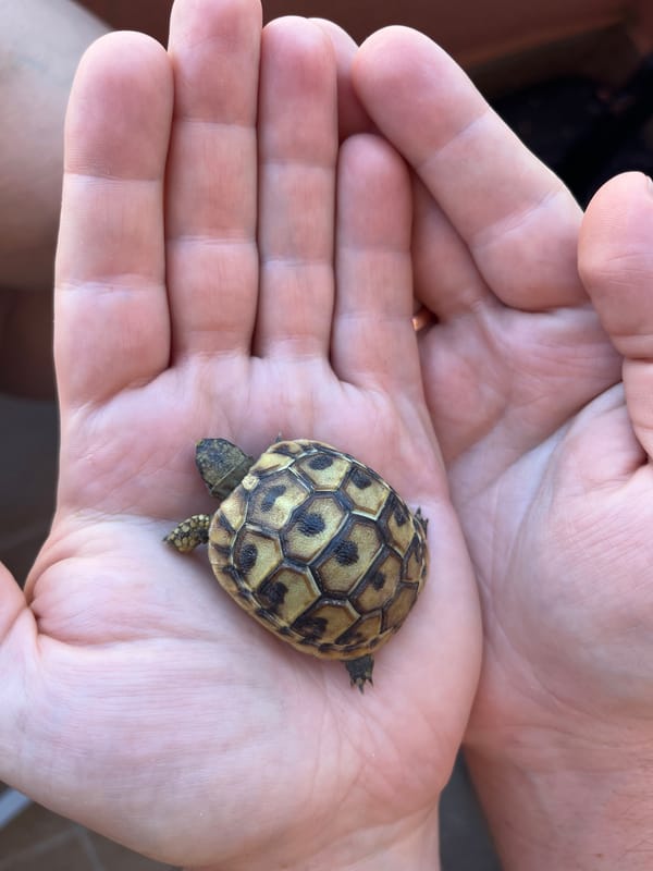 Baby tortoise, street cats, and Budva views on a summer morning