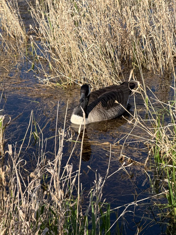 Afternoon scenes of geese, couples, ruins documented in Hertfordshire