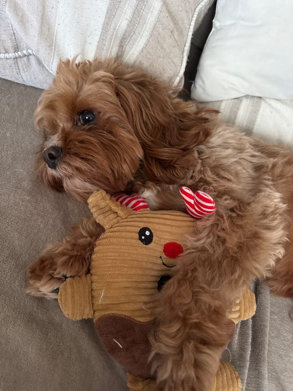 Dog rests with toy on furniture in Sofia