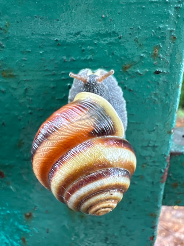 Snails on wet surfaces in Michurinskoye, close up