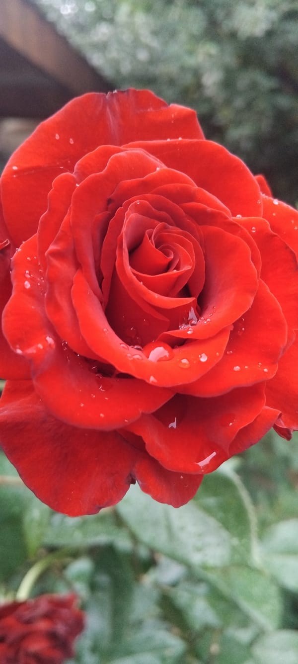 Close-up roses and circuit boards shot in the same session
