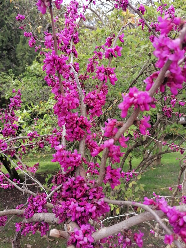 Birds observed at New Athos park lake in Abkhazia