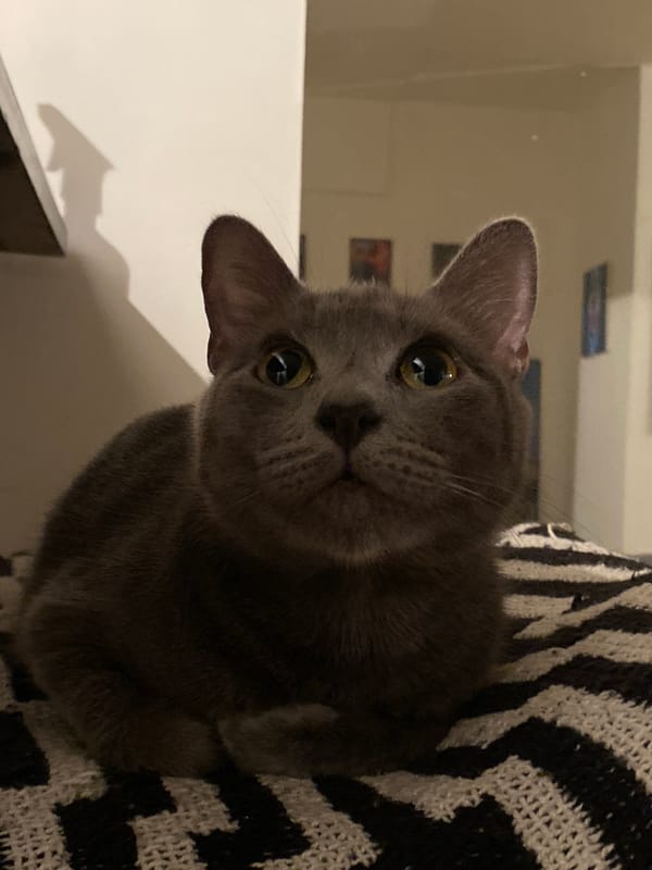 Quiet evening moments captured in Buenos Aires home