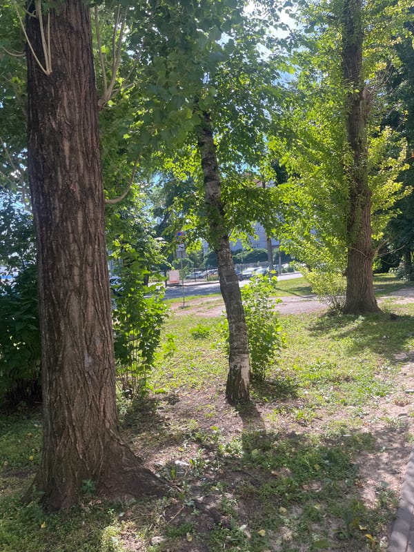 Sunny morning street and greenery in Voronezh, Russia