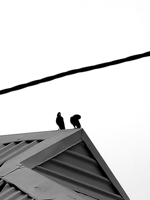 Dogs, crows, and coconut palms in a Sabon Tasha morning
