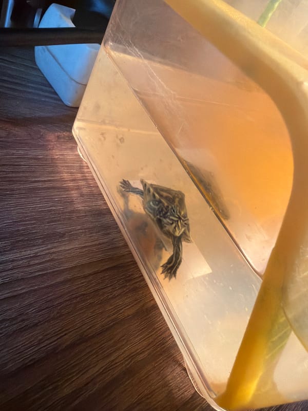 Morning indoor moments: pet turtle and gaming in Bulgarian village