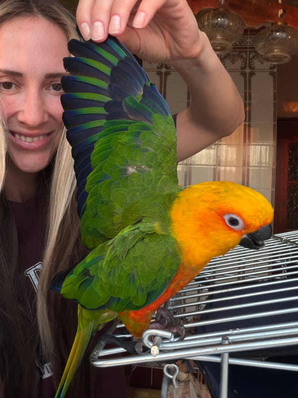 Woman plays with colorful parrot in Khimki, Russia