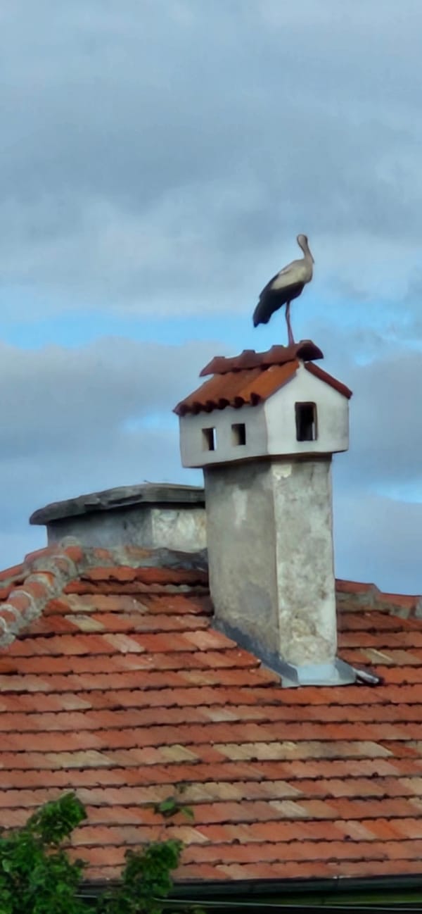 Stork spotted on chimney in Blagoevgrad, Bulgaria
