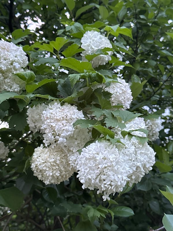 Evening neighborhood walk captured in suburban Shcherbinka, Russia