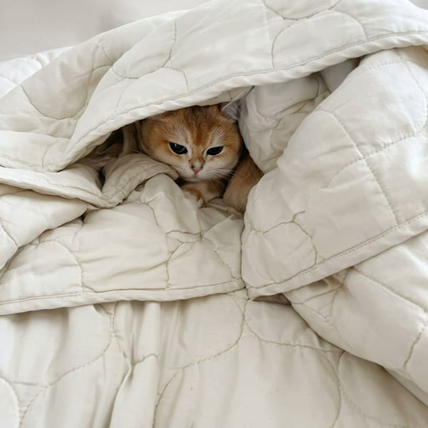 Domestic cats and personal mail documented in Minsk