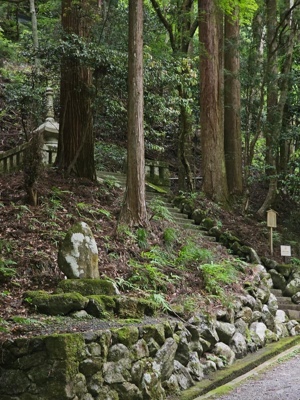 Night documentation of Kyoto pilgrimage route features forest, red bridge