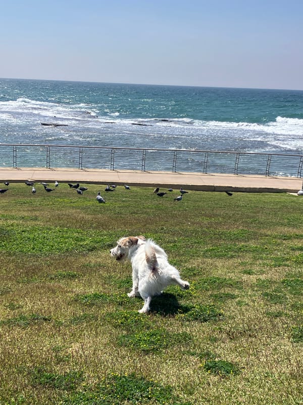 Morning dog walk captured along Tel Aviv beachfront
