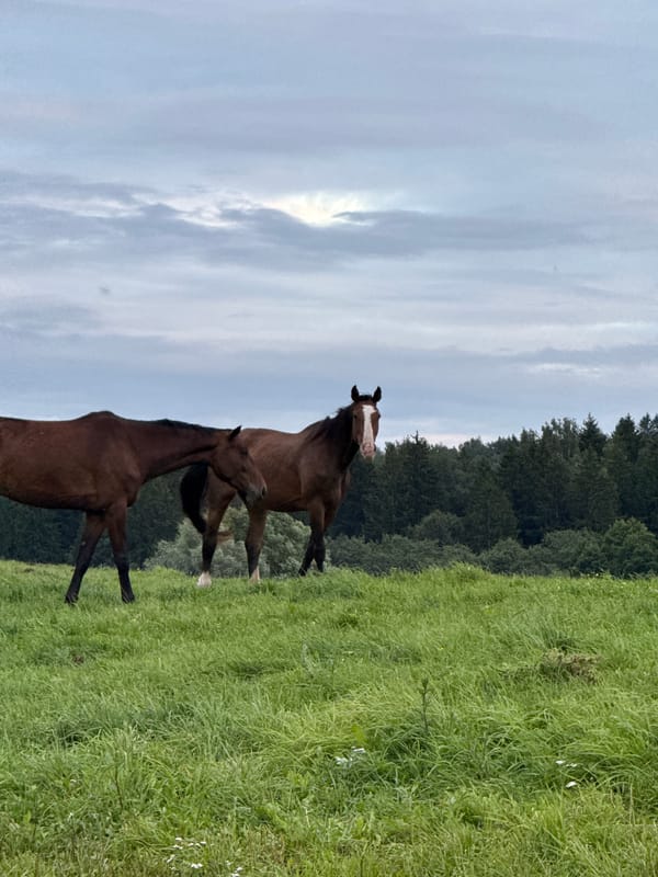 Horses roaming a cloudy afternoon field in rural Lithuania