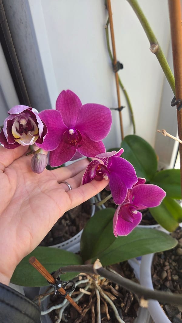 Ordinary life glimpses captured across Chaikovsky, Russia morning