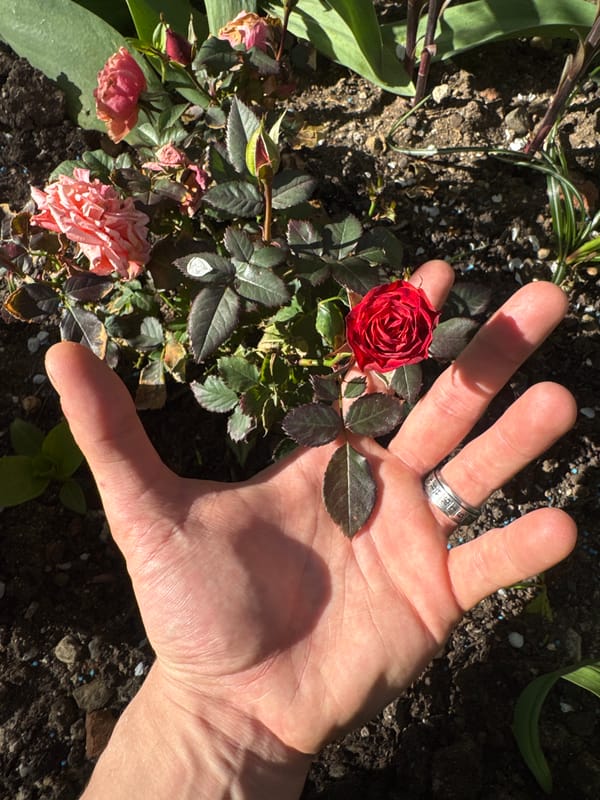 Spring flowers documented in Sofia gardens during afternoon walk