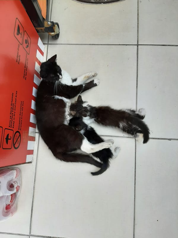 Cat nurses, plays with kittens near shipping boxes in Alanya