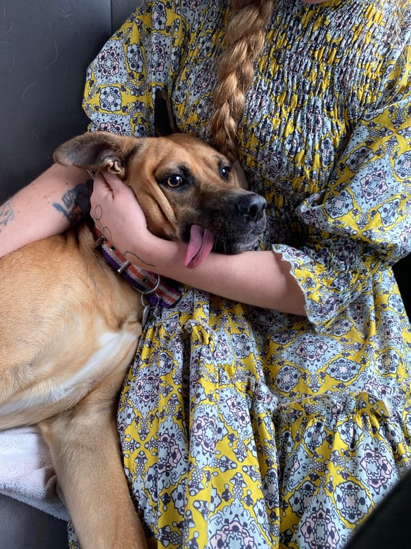 Buenos Aires afternoon: dog cuddles and post-rain bus queues