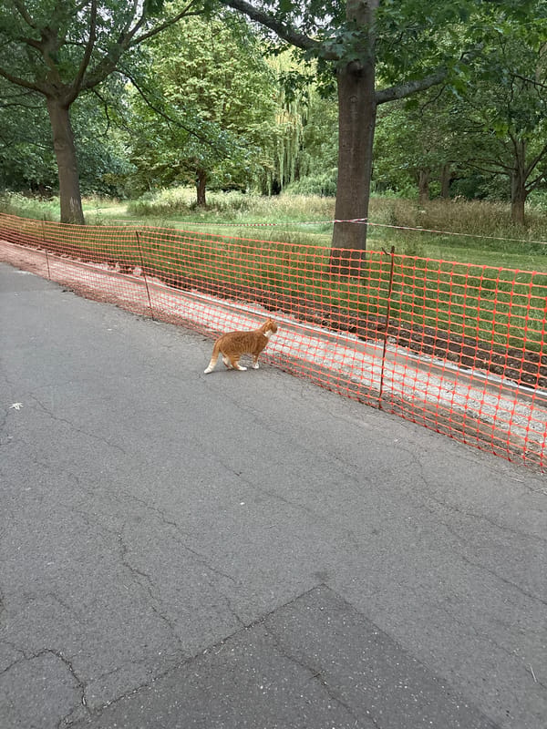 Ginger cat roams a park neighborhood with active construction nearby