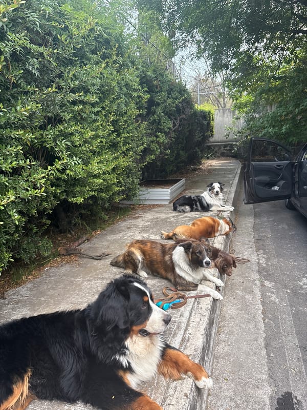 Five dogs rest beside open car in Mexico City