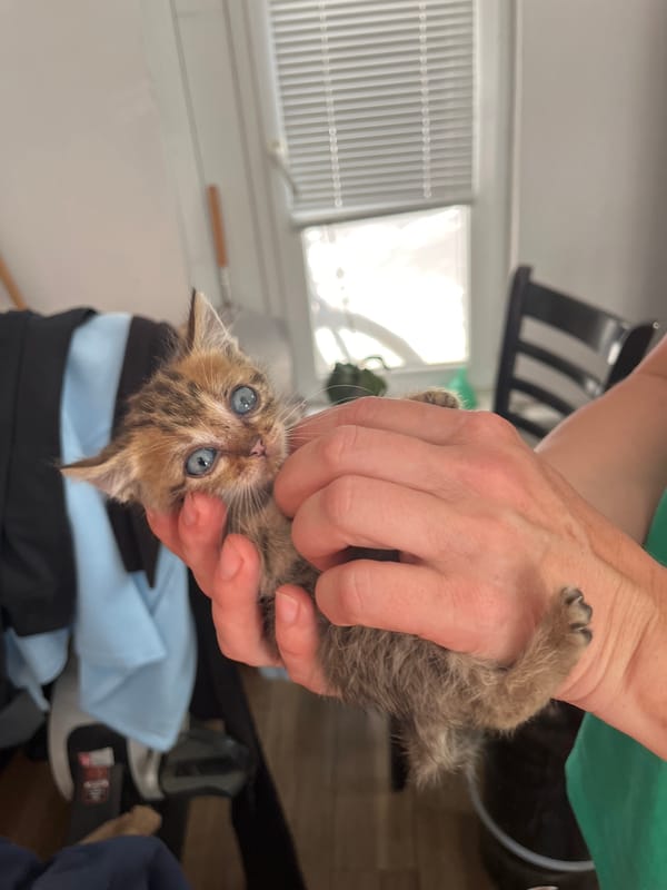 Kitten interactions and sunny outdoor scenes captured across afternoon