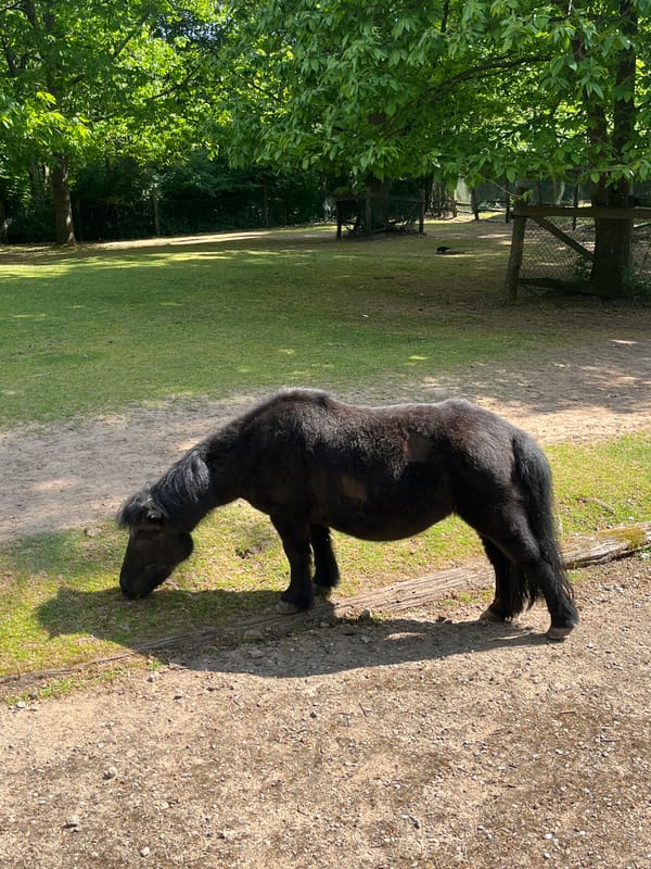 Animals observed in Saarbrücken park during afternoon hours
