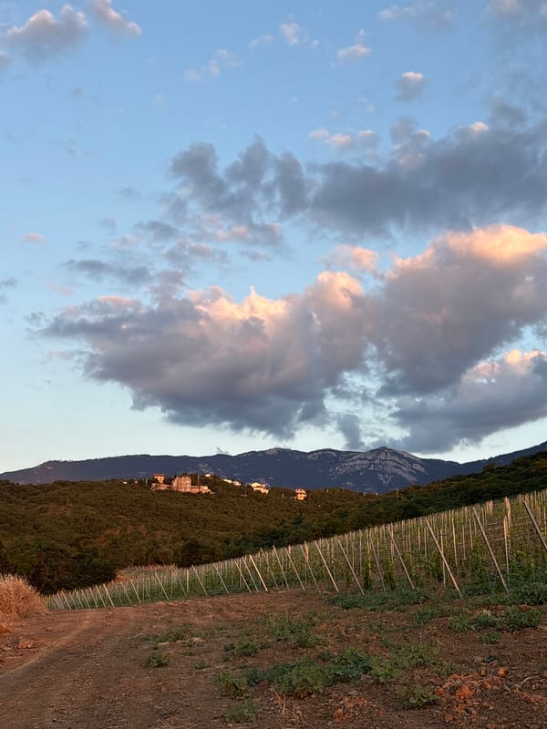 Sunset at a Lavrovoe vineyard, Crimea