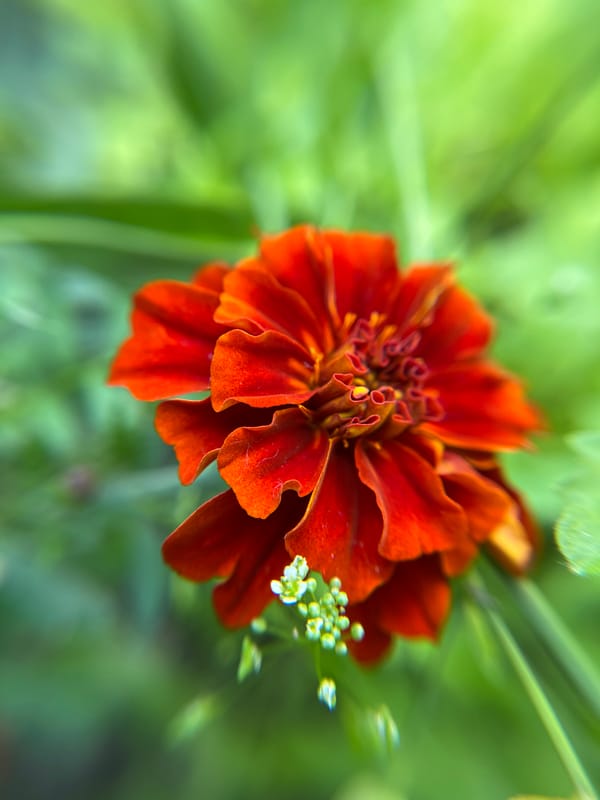 Macro nature photography in a Tyumen garden, early morning