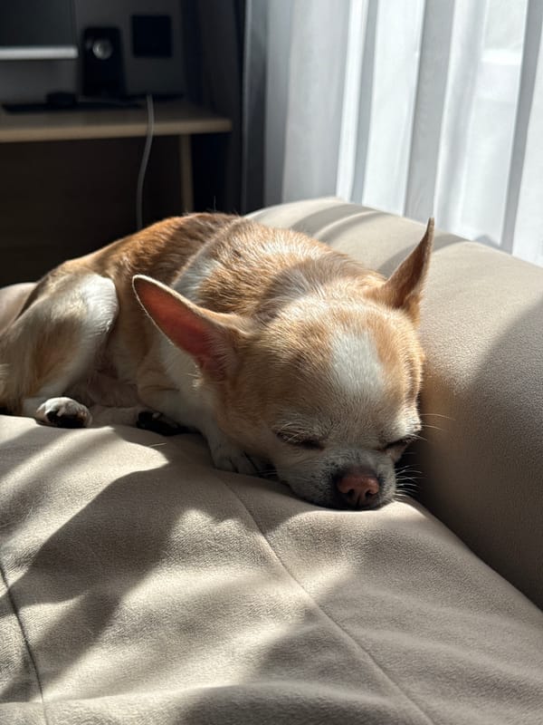 Chihuahua's lazy Sunday morning documented in Rostov-on-Don apartment