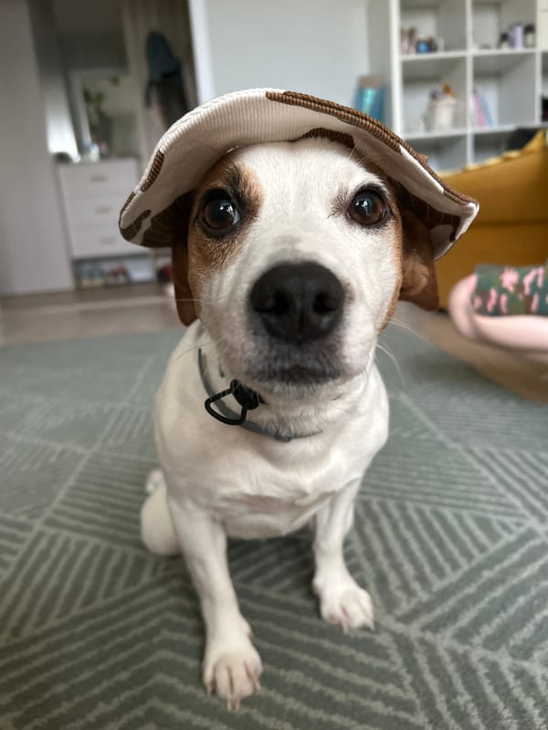 Jack Russell Terrier photographed indoors in Chaikovsky, Russia