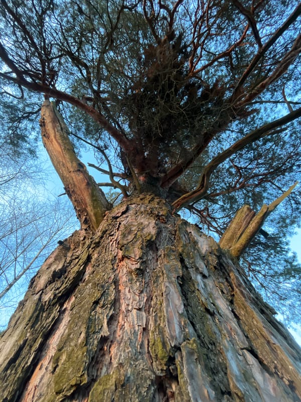 Tree photographed from low angle in Pliuskovo, Russia