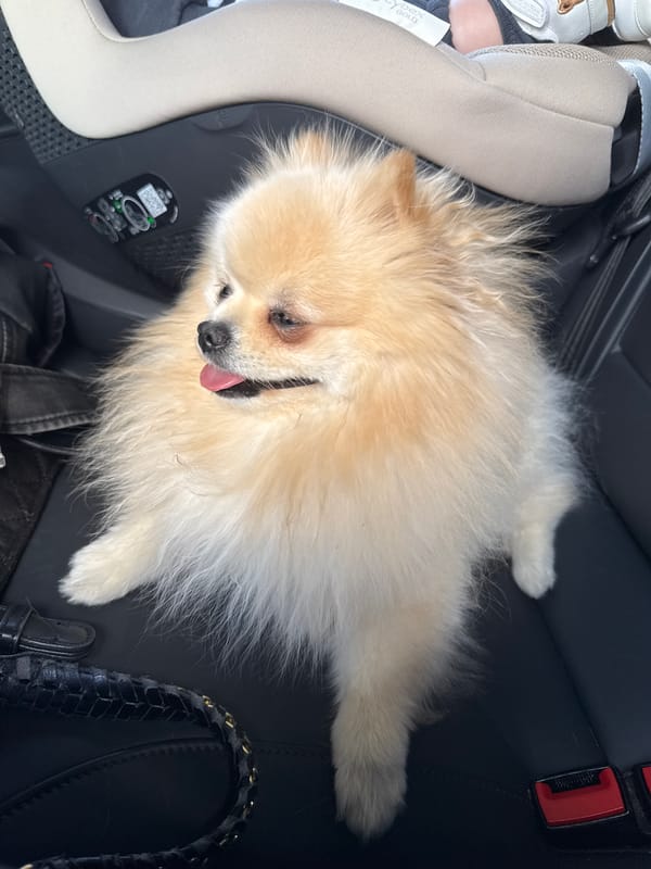 Pomeranian dog rests comfortably in car back seat in Möglingen
