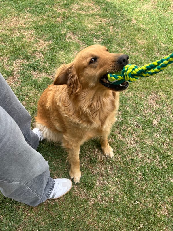Dog play and daily life moments captured in Mexico