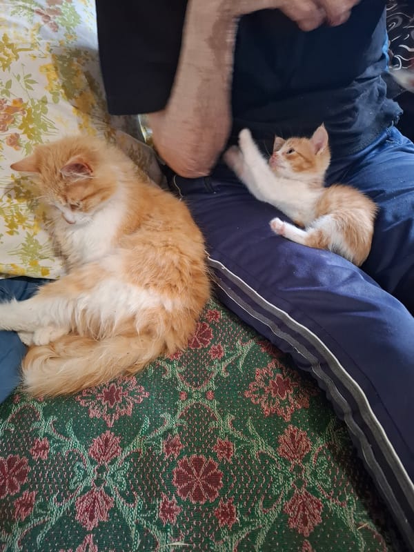 Person documents kitten during quiet indoor moment