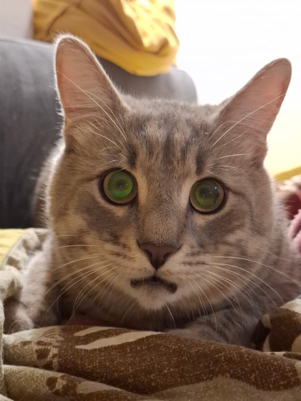 Zemun tabby cat holds court across floors, stairs, and blankets