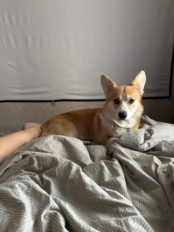 Corgi photographed on bedspread in Borzya, Russia