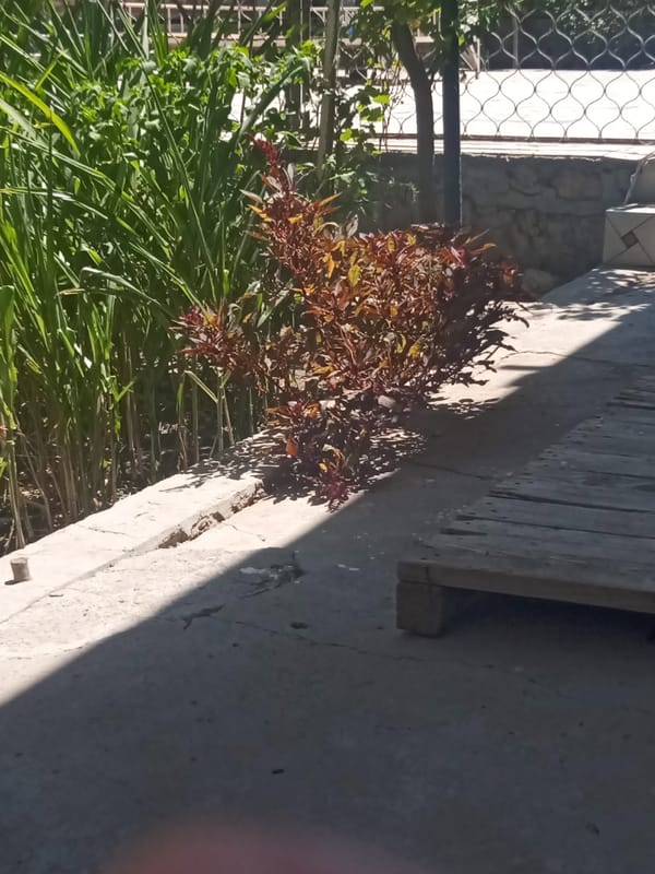 Food processor running outdoors with a chopped veggie mix