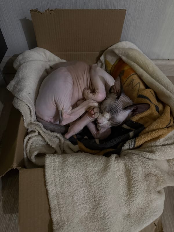 Sphynx cat sleeps peacefully in blanket-lined cardboard box