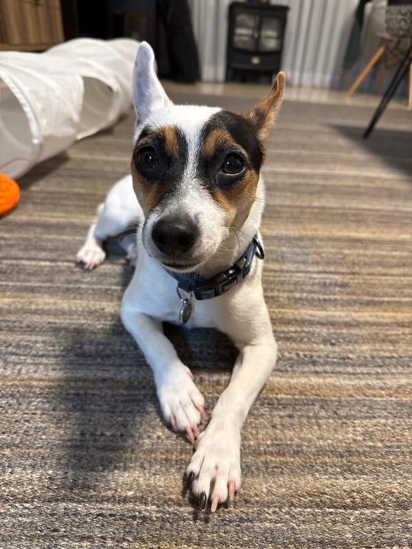 Terrier dog photographed at home in Petah Tikva
