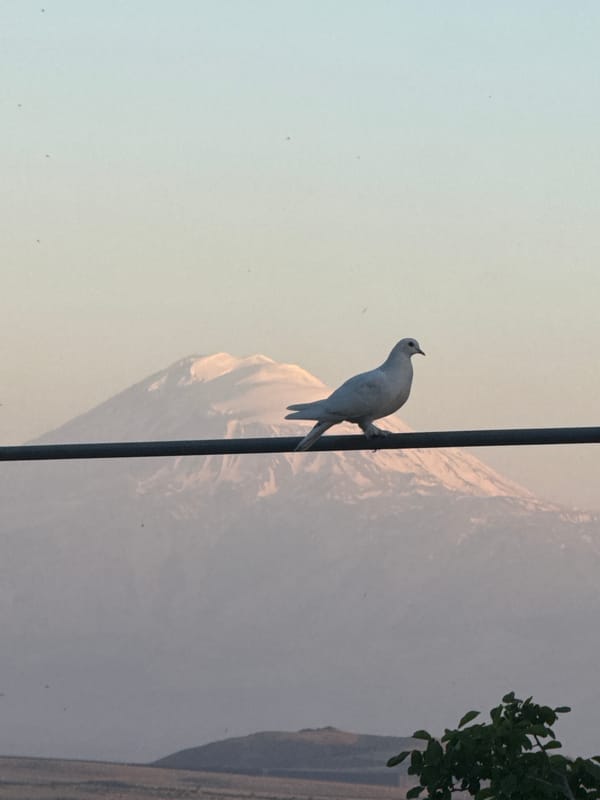 Birds on wires, a flower-decorated Mercedes, and a Spain 2026 moment
