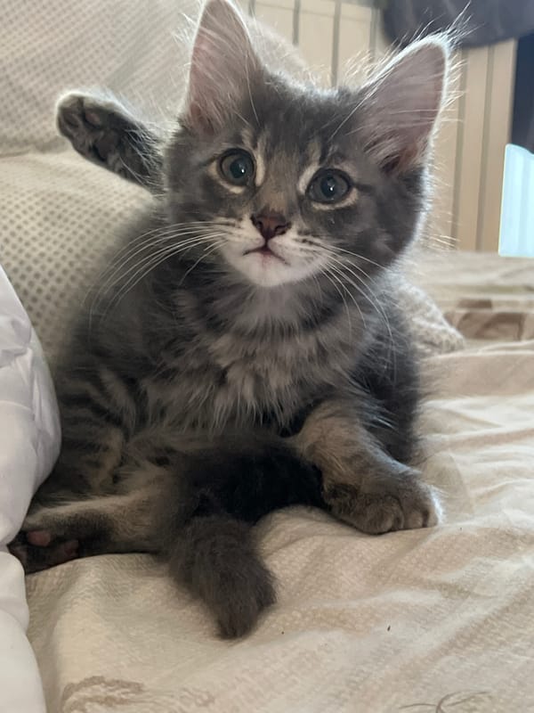 Kitten antics and brick skylines in suburban Moscow