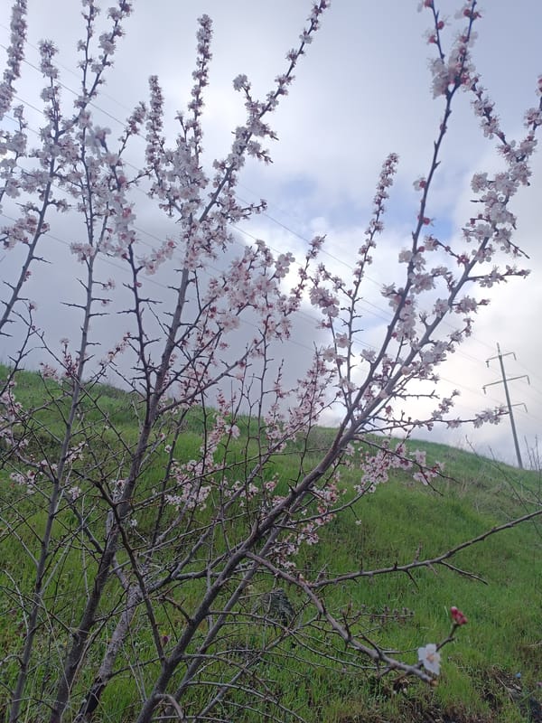 Spring blossoms observed on hillside in Simferopol, Ukraine