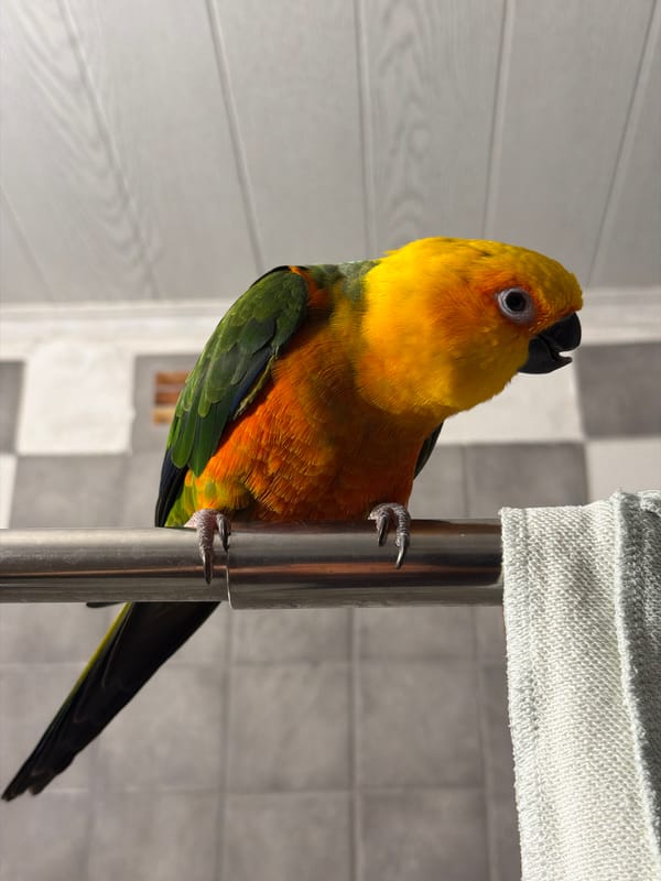 Sun conure parrot spotted in indoor settings in Khimki