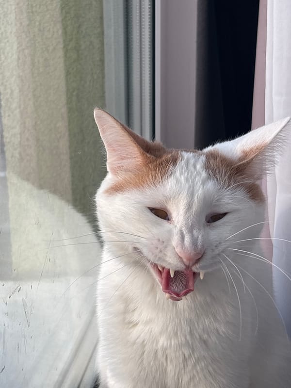 White and orange cat observed near window in Russia
