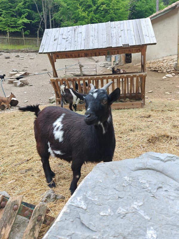 Animals observed at Shumen Zoo in Bulgaria