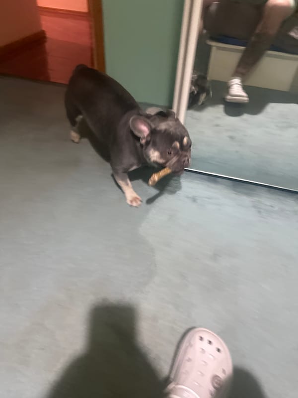 French Bulldog puppies play with bones indoors during evening