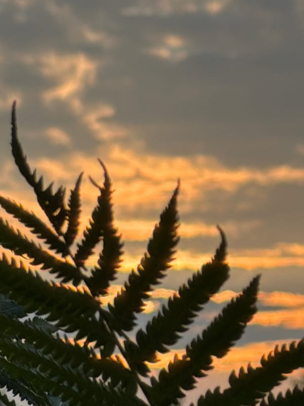 Golden hour in Фоки: sunset skies and ferns up close