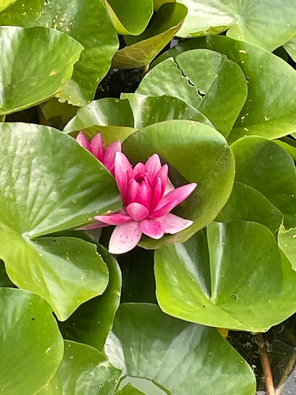 Pink water lilies in bloom on a Kaliningrad pond