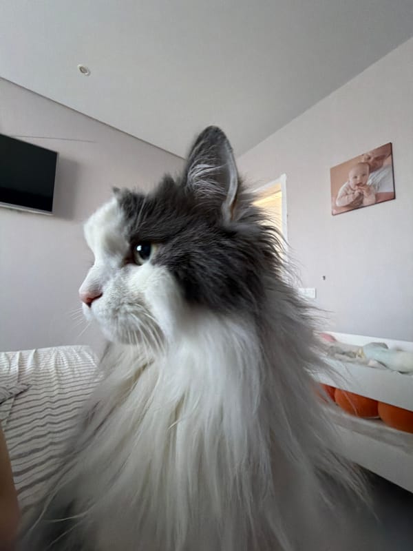 Cat photographed in bedroom poses in Chaikovsky, Russia