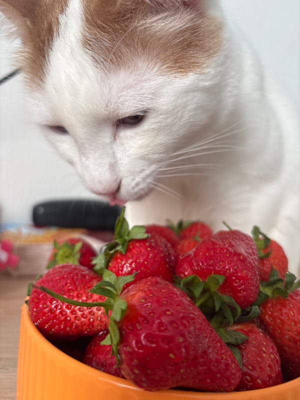 Cat knocks over strawberry bowl in Russian home